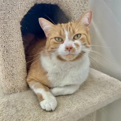 Orange cat on cat jungle cat Orange cat on cat jungle cat