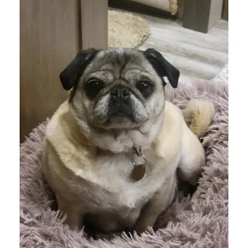 Bella Conseal Bella Conseal