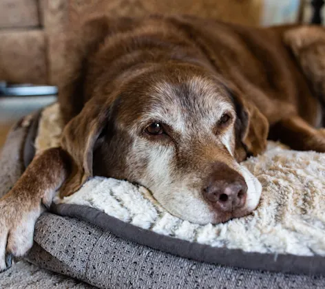 A brown and white dog laying down on a dog bed on the floor. A brown and white dog laying down on a dog bed on the floor.