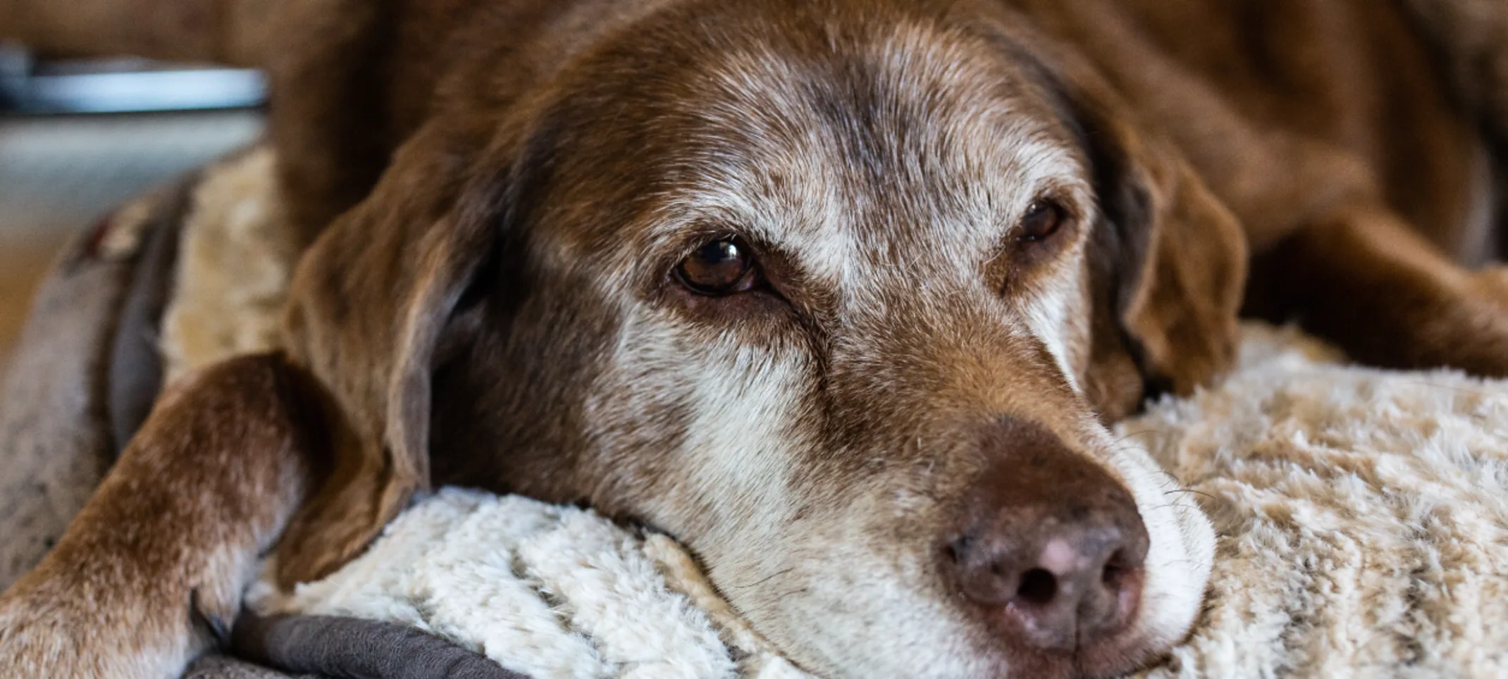 A brown and white dog laying down on a dog bed on the floor. A brown and white dog laying down on a dog bed on the floor.