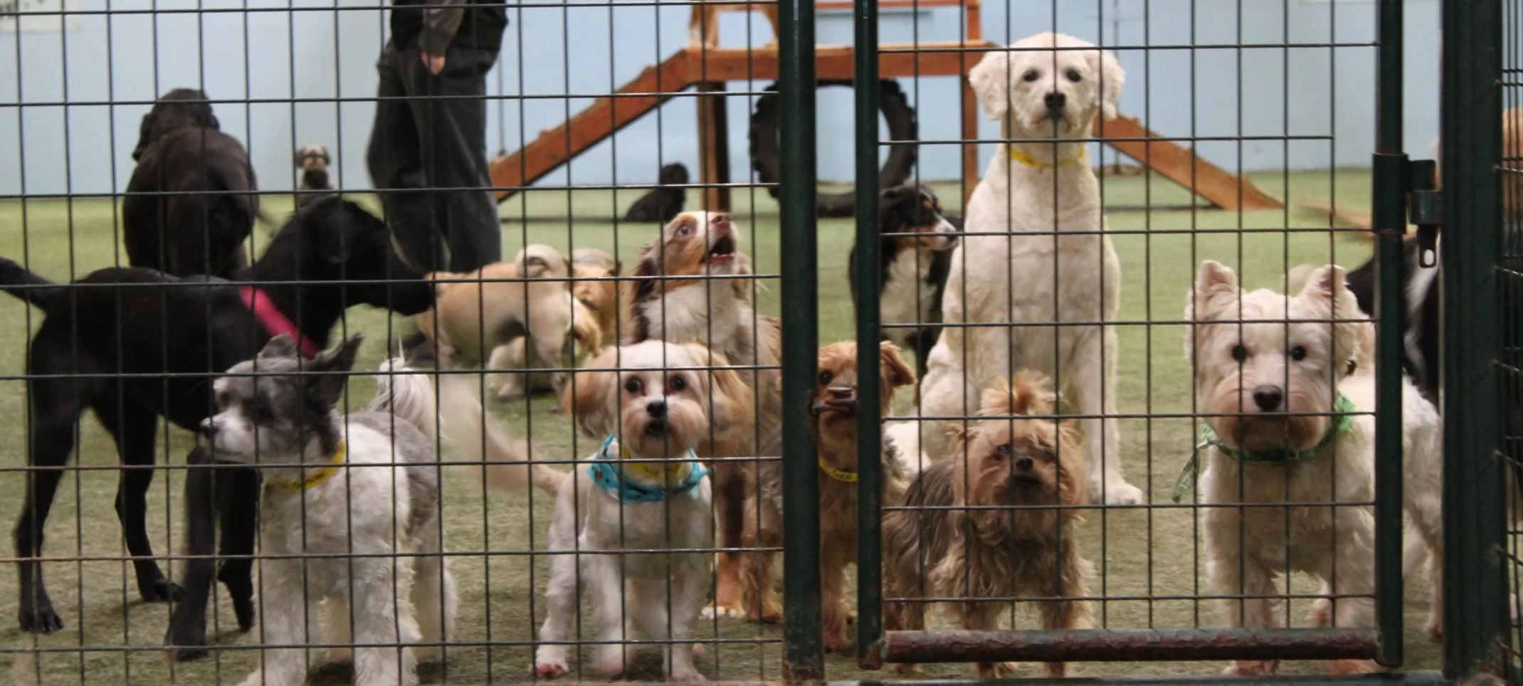 Dogs at Gate in Play Area at The Pet Ranch