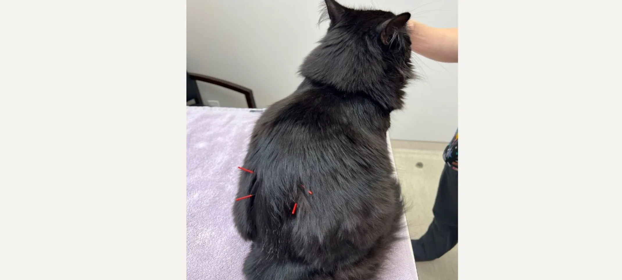 Cat with acupuncture Cat with acupuncture