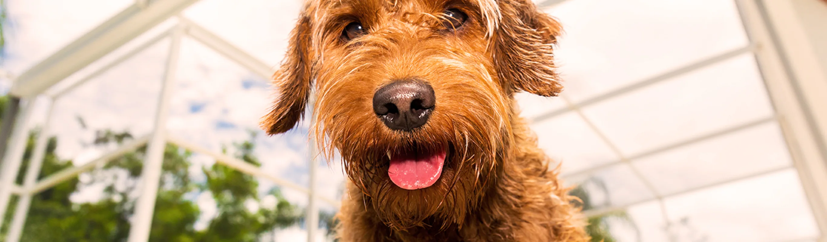 A dog staring at the camera next to a covered pool