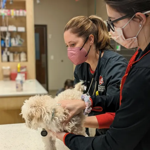 Two staff members treating a small dog