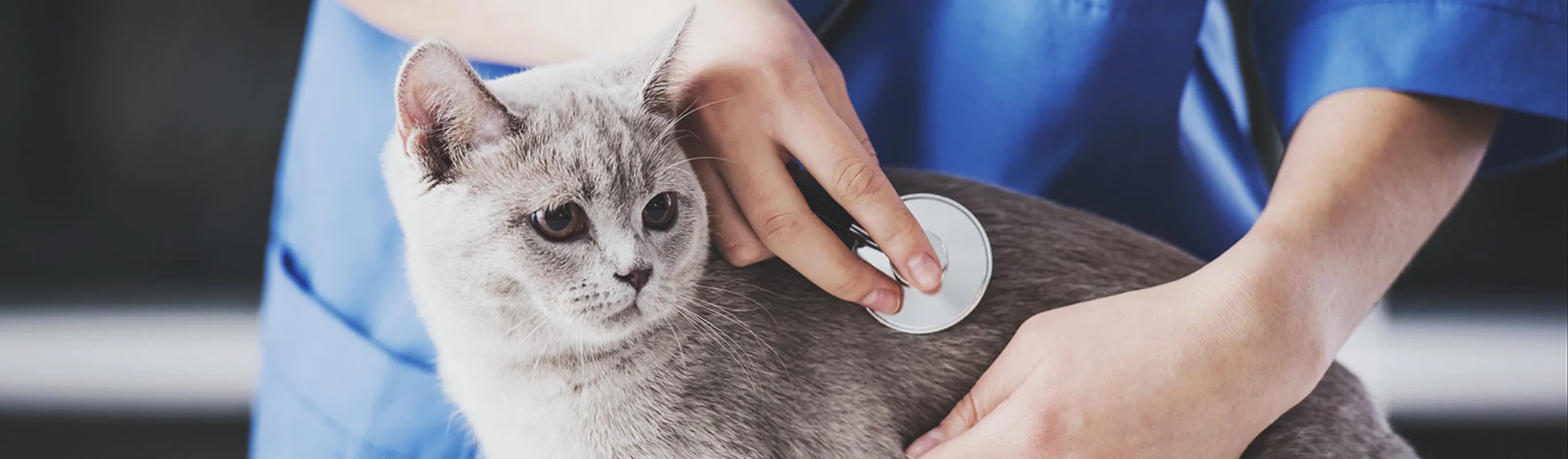 Cat sitting on examination table being held and examined by a doctor in uniform Cat sitting on examination table being held and examined by a doctor in uniform