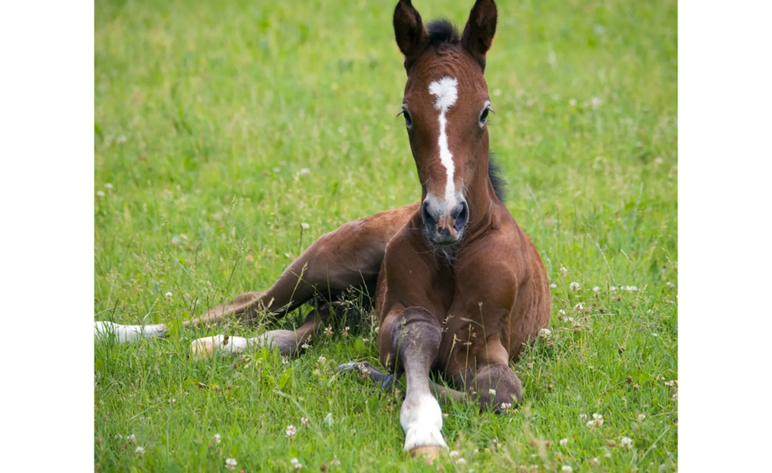 Foal Foal