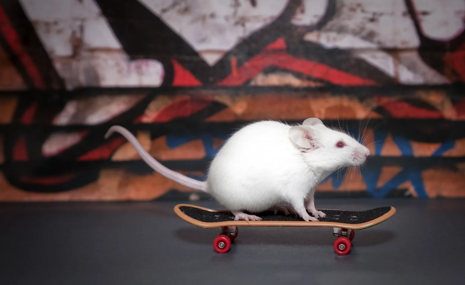 Mouse riding a skateboard