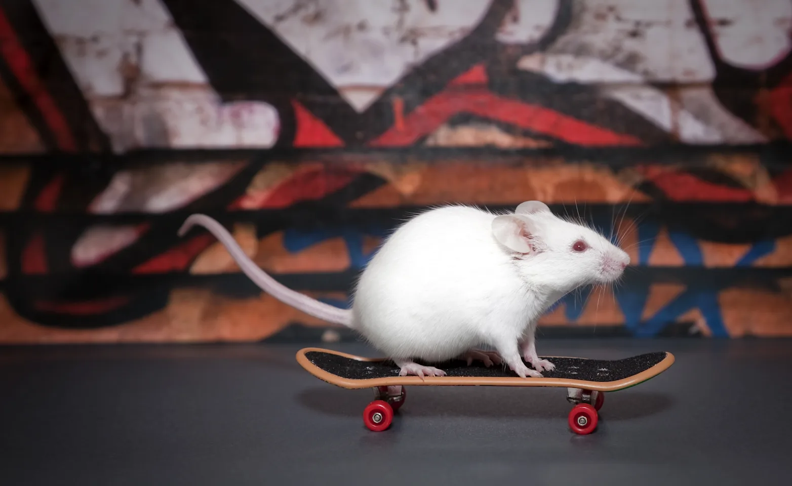 Mouse riding a skateboard Mouse riding a skateboard