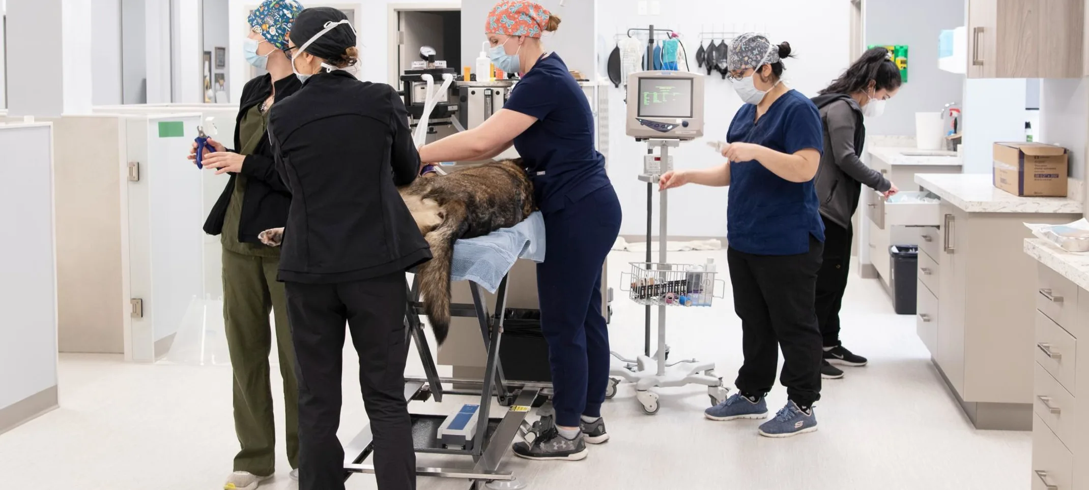 Vet Emergency and Referral staff treating a dog on a stretcher while observing medical equipment Vet Emergency and Referral staff treating a dog on a stretcher while observing medical equipment