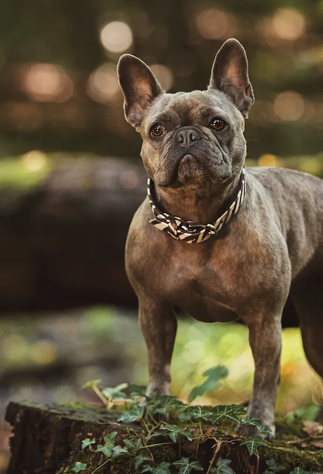 little brown mixed bulldog is standing on a log in a forest. little brown mixed bulldog is standing on a log in a forest.