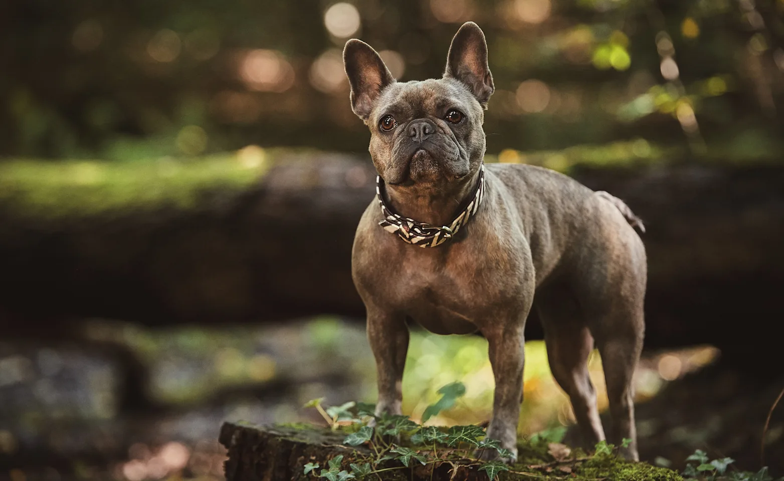 little brown mixed bulldog is standing on a log in a forest. little brown mixed bulldog is standing on a log in a forest.