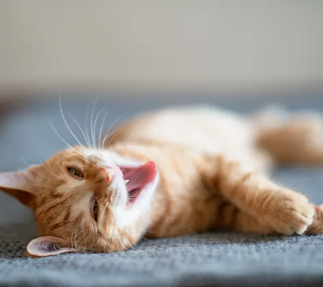 Cat showing teeth Cat showing teeth