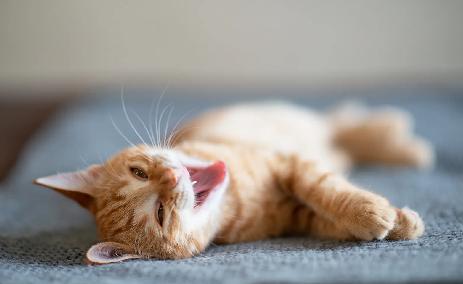 Cat showing teeth Cat showing teeth
