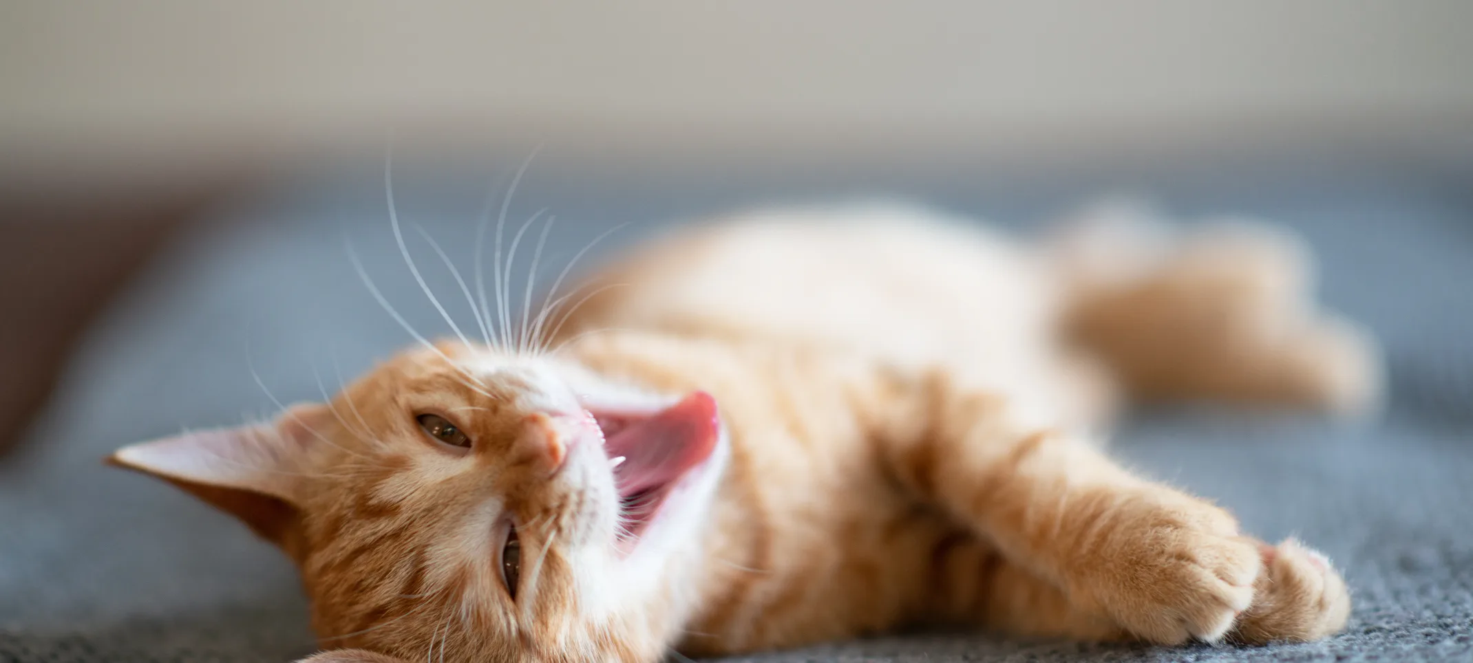 Cat showing teeth