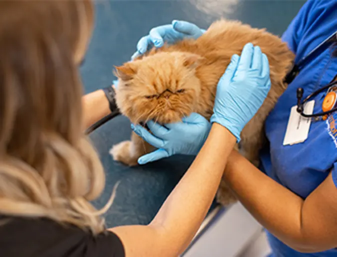 Doctor and Technician with Cat Doctor and Technician with Cat