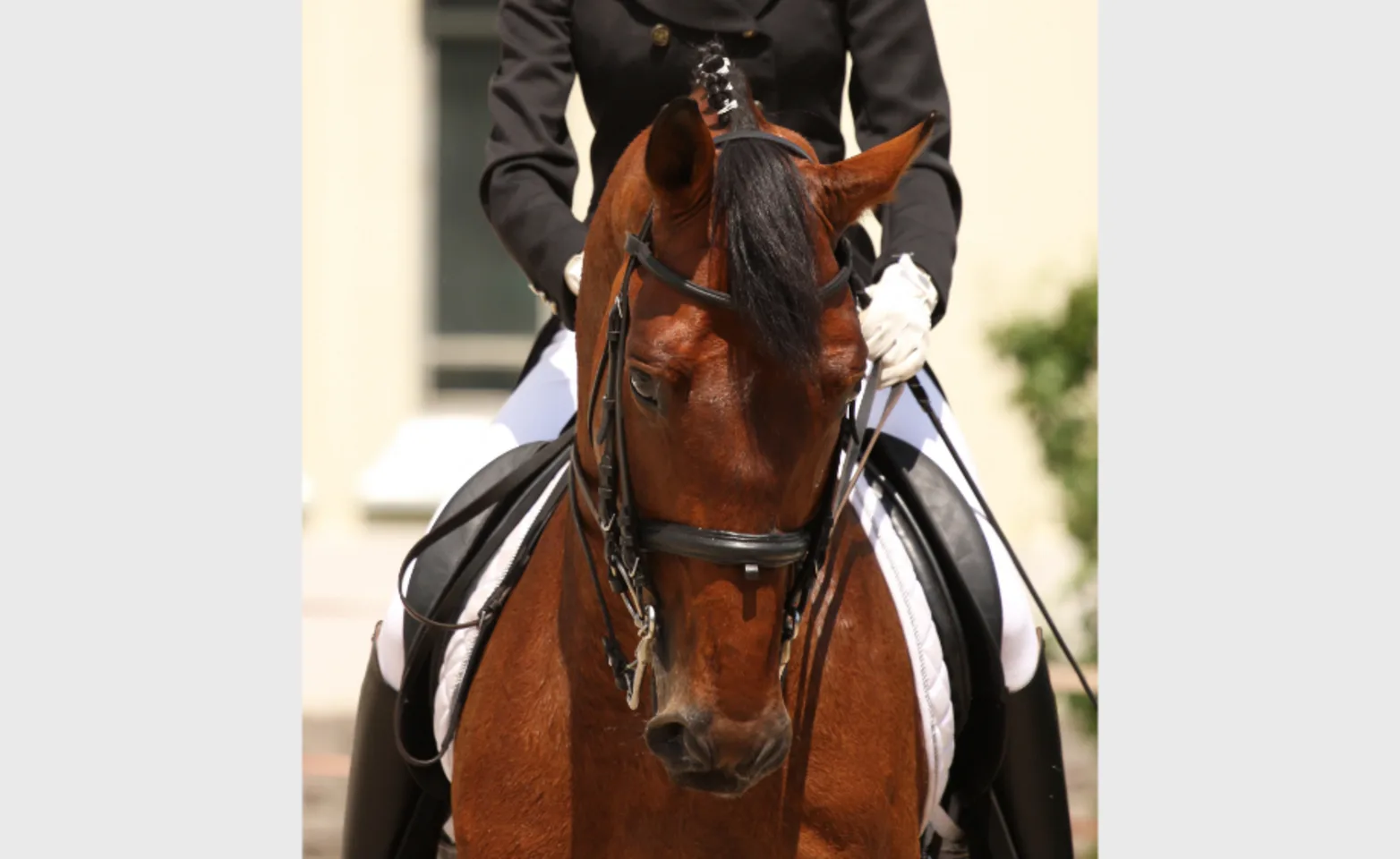 Rider Sitting on a Dark Brown Horse Rider Sitting on a Dark Brown Horse