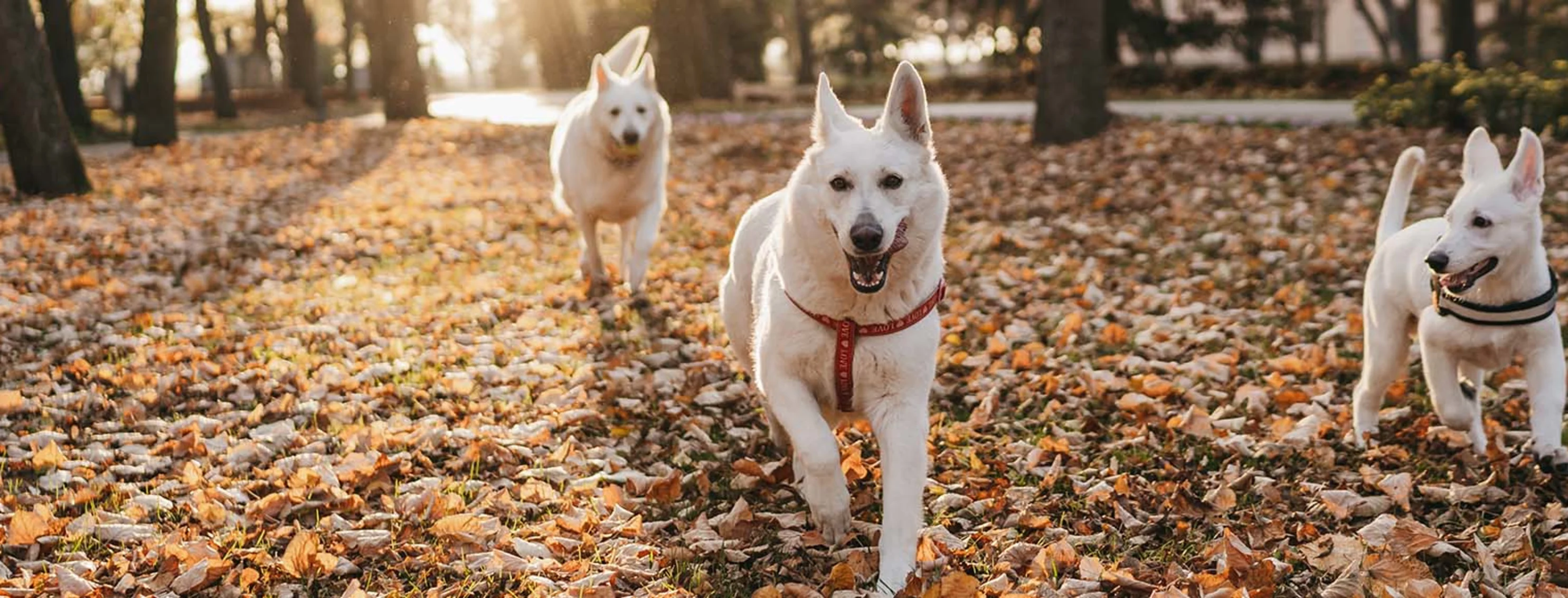 Three white dogs running in the woods