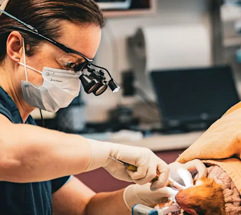 Advanced Dentistry Services with Dr. Kiley Advanced Dentistry Services with Dr. Kiley