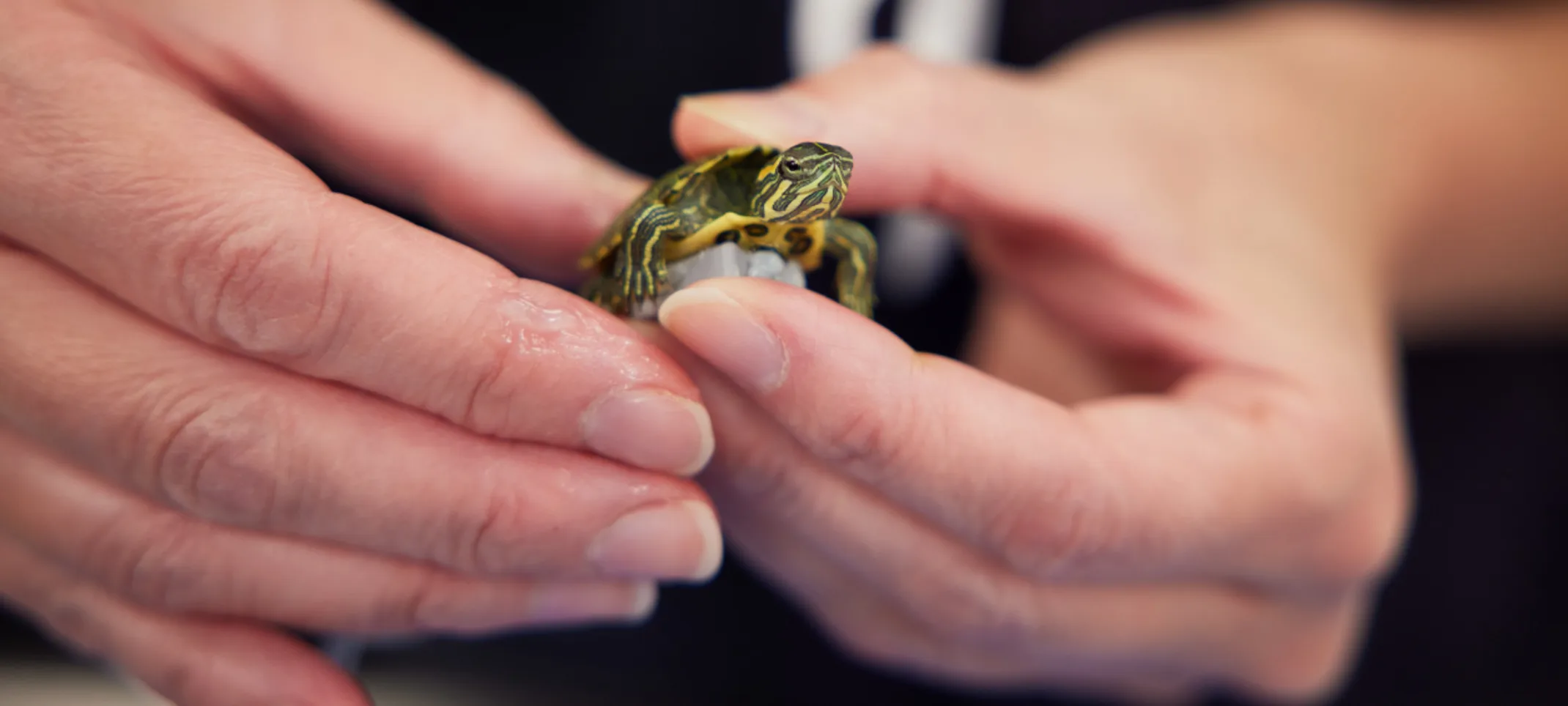 Staff Member Holding a Turtle Staff Member Holding a Turtle