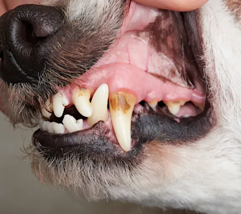 dog's teeth dog's teeth