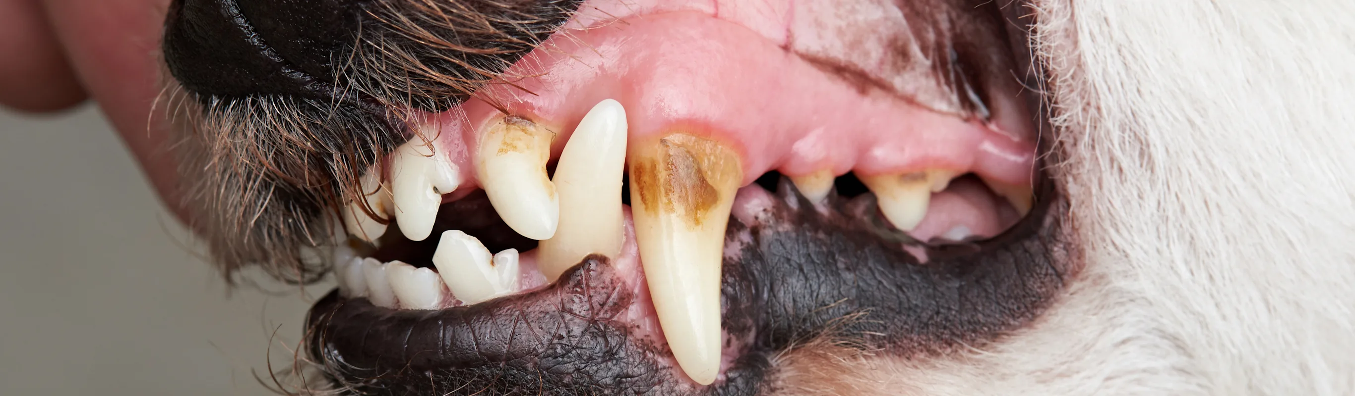 dog's teeth dog's teeth