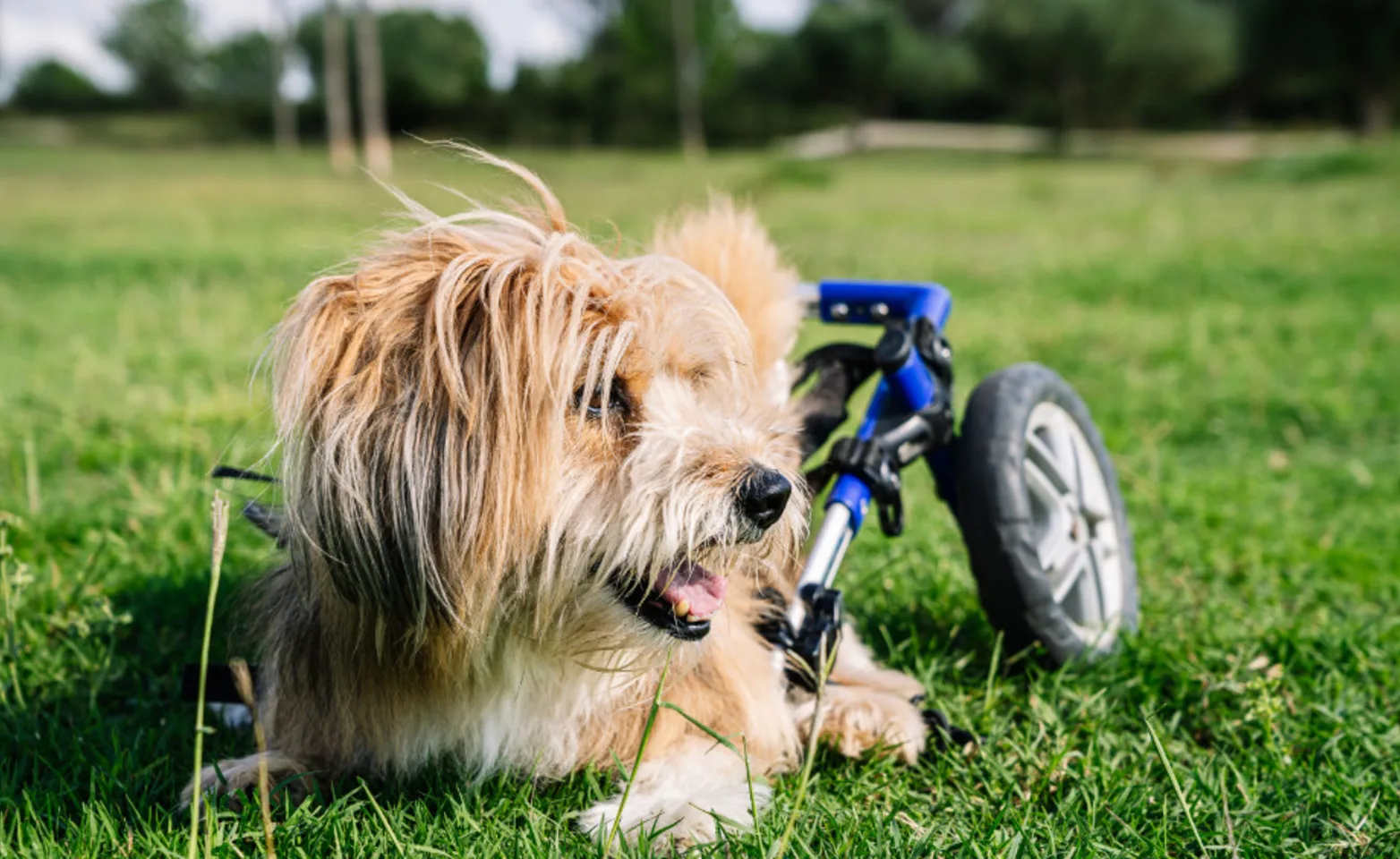 Little dog in a wheelchair laying on the grass