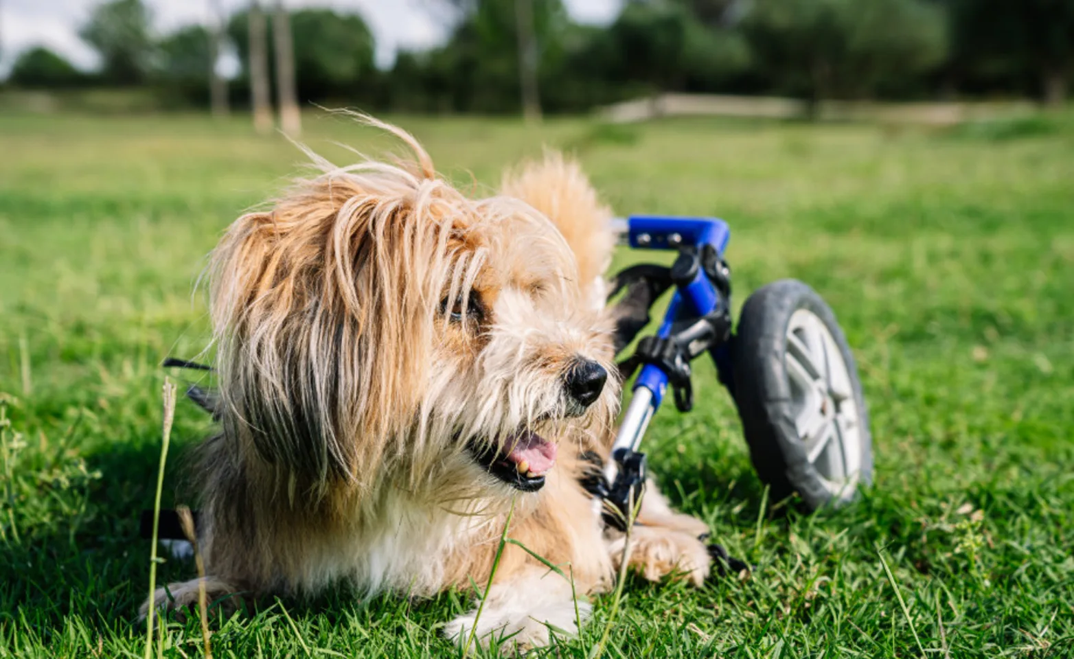 Little dog in a wheelchair laying on the grass