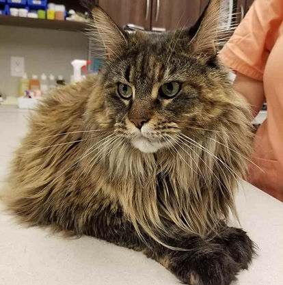 Maine Coon