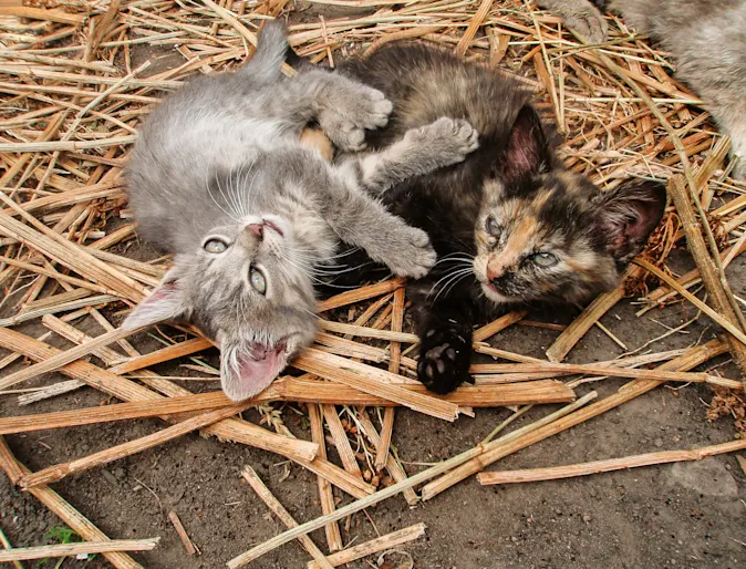 kittens playing sitting in hay kittens playing sitting in hay