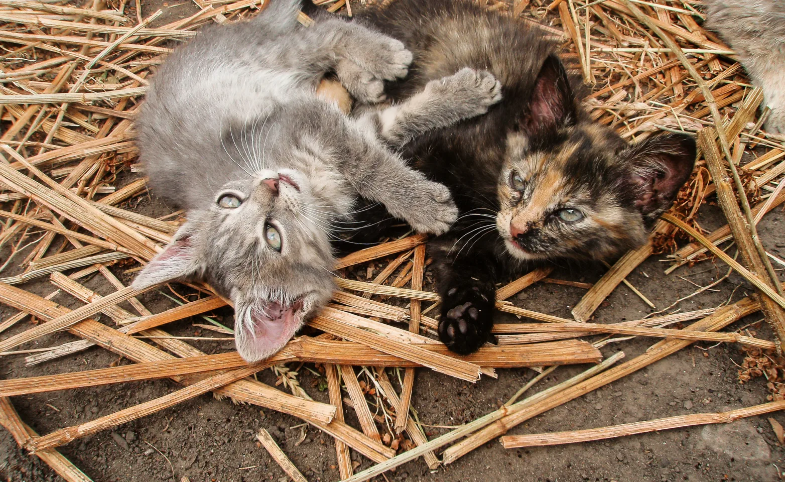 kittens playing sitting in hay