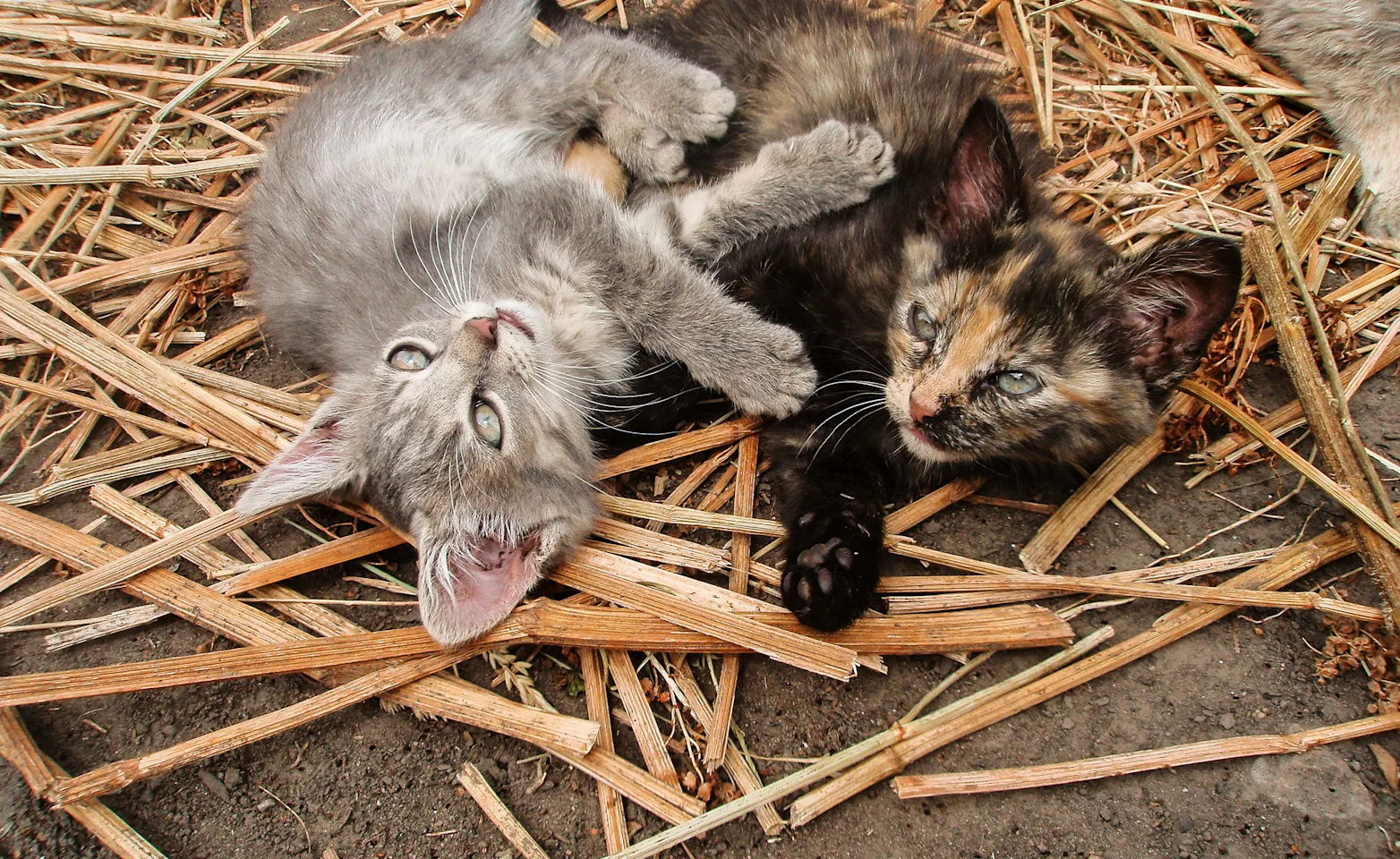 kittens playing sitting in hay