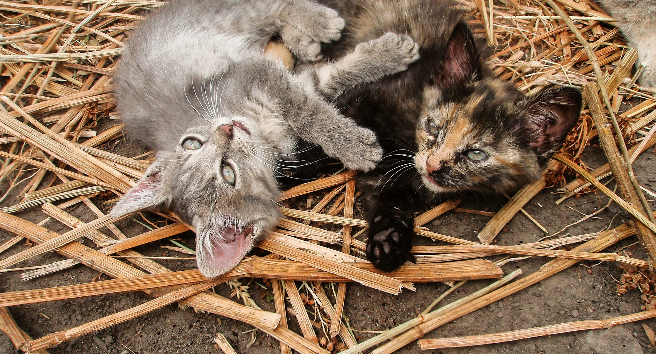 kittens playing sitting in hay kittens playing sitting in hay