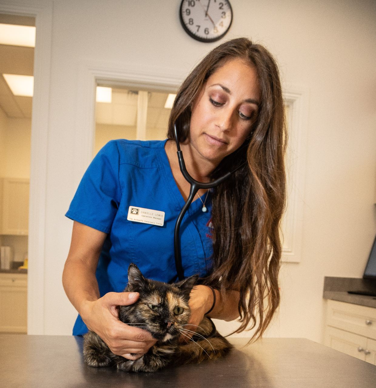 Staff Member Diagnosing a Black/Brown Cat at The Animalife Veterinary Center at Eagle Creek