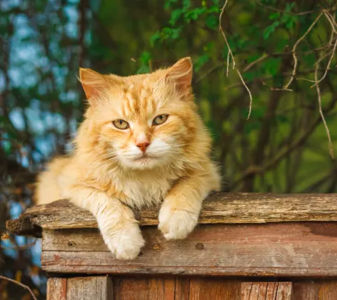 Yellow Tabby Cat is Perched on top of a wooden fence outside.