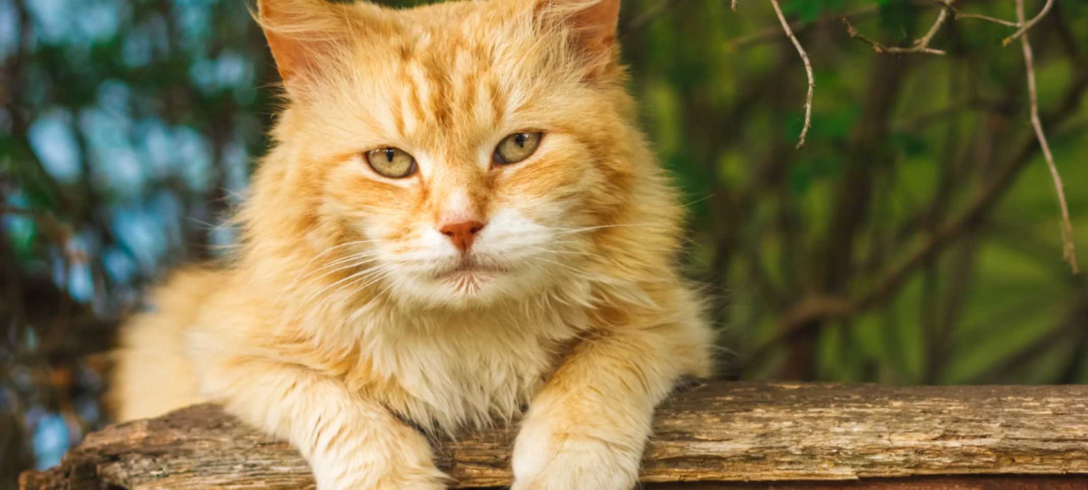 Yellow Tabby Cat is Perched on top of a wooden fence outside.