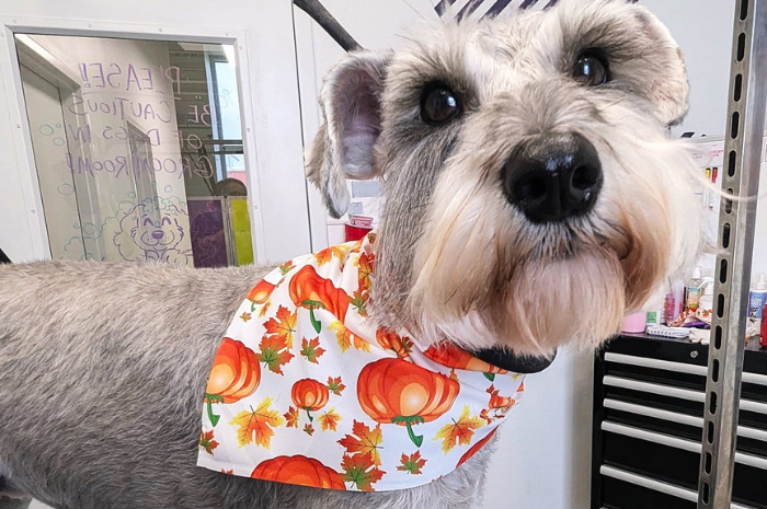 A dog poses during a grooming session at PetSuites. 
