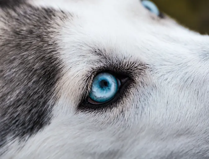 Close Up Of A Husky With Bright Blue Eyes Close Up Of A Husky With Bright Blue Eyes
