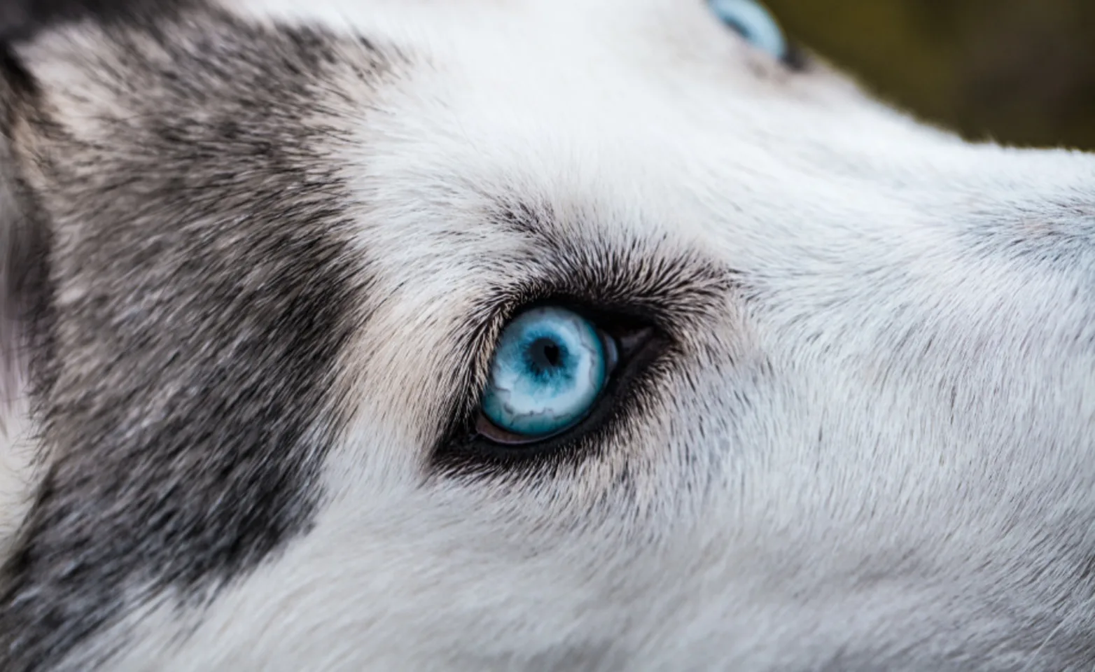 Close Up Of A Husky With Bright Blue Eyes