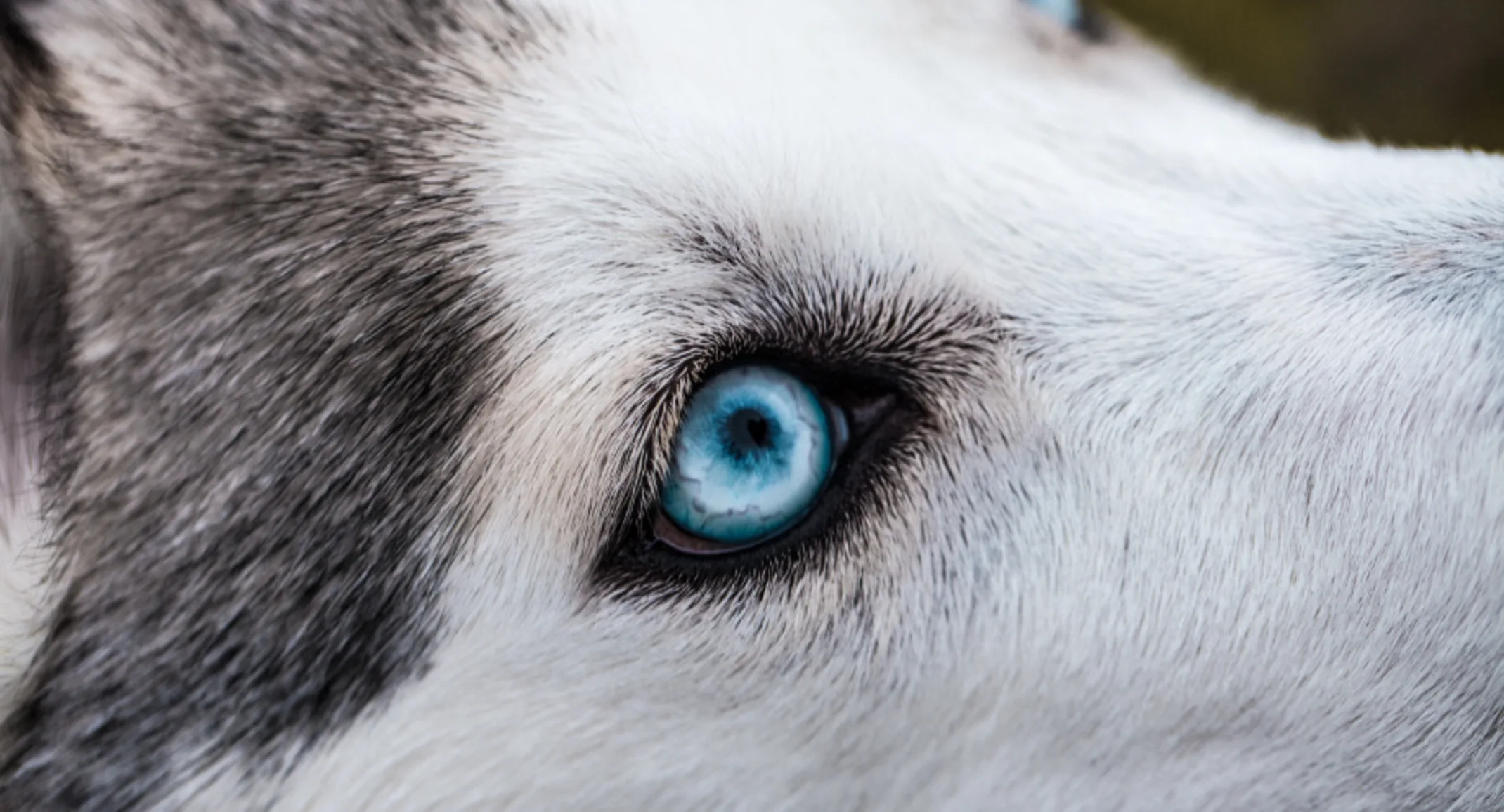 Close Up Of A Husky With Bright Blue Eyes Close Up Of A Husky With Bright Blue Eyes