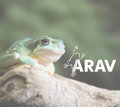 arav arav