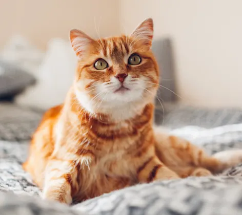 Cat sitting on a blanket