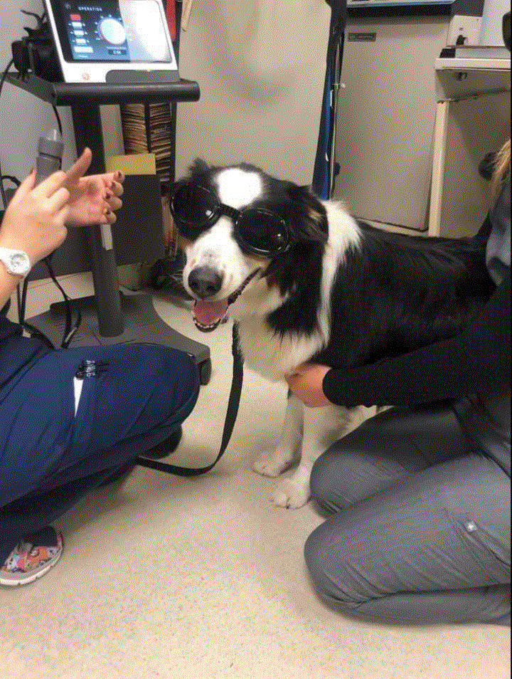 Two female staff members are attending to an adult black and white dog with their x-ray googles on.