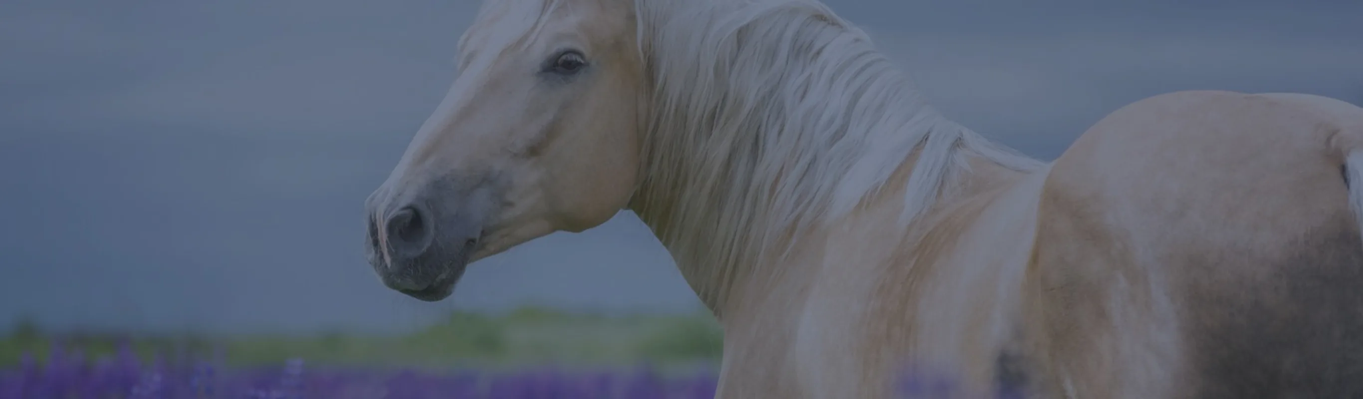 White horse in a lavender field White horse in a lavender field
