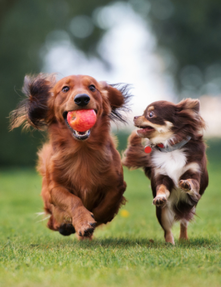 two dogs running in sync