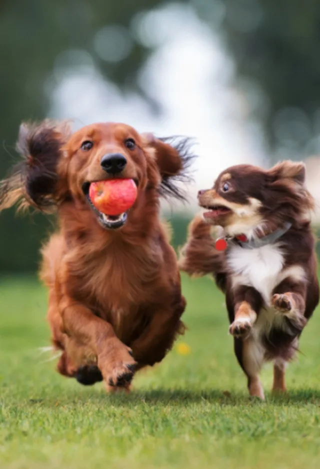 two dogs running in sync two dogs running in sync