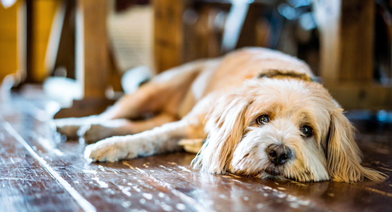 Dog Lying Down on Wooden Floors Looking at Camera