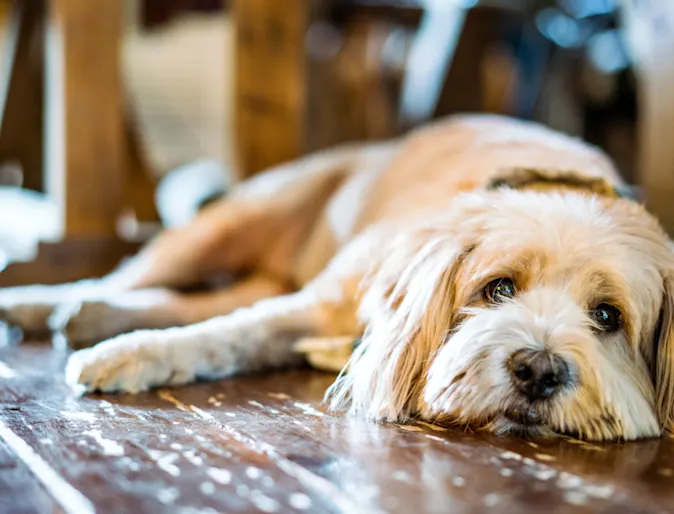 Dog Lying Down on Wooden Floors Looking at Camera Dog Lying Down on Wooden Floors Looking at Camera