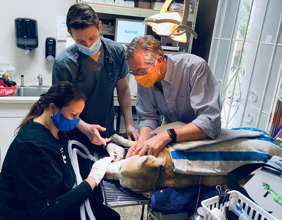 Staff examining dog on surgical table at Brentwood Family Pet Care