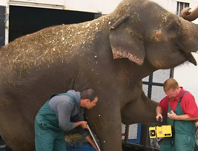 Lee’s Summit Animal Hospital helps elephant walk again Lee’s Summit Animal Hospital helps elephant walk again
