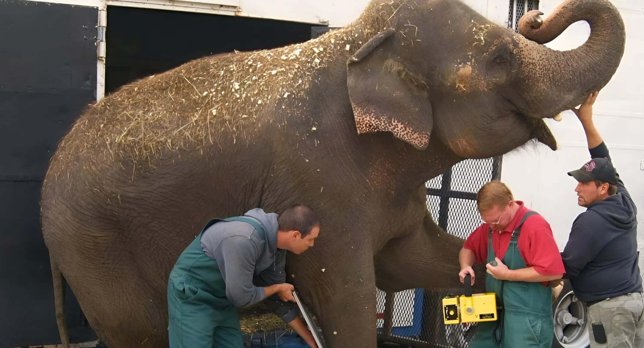 Lee’s Summit Animal Hospital helps elephant walk again Lee’s Summit Animal Hospital helps elephant walk again